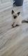 Siamese Cats for sale in Hilldale, PA 18705, USA. price: $500