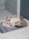 Siamese Cats for sale in Brookfield, CT 06804, USA. price: $1,600