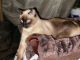 Siamese Cats for sale in Ypsilanti, MI, USA. price: $900