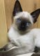 Siamese Cats for sale in Fort Payne, AL, USA. price: $400