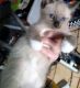 Siamese Cats for sale in Conroe, TX, USA. price: $50