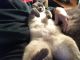 Siamese Cats for sale in Anderson, AL, USA. price: NA