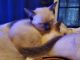 Siamese Cats for sale in Hopkins, SC 29061, USA. price: NA