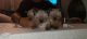Siamese Cats for sale in Cullman, AL, USA. price: NA