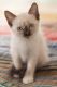 Siamese Cats for sale in Philadelphia, PA, USA. price: NA