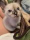 Siamese Cats for sale in Simpsonville, SC, USA. price: $200