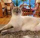 Siamese Cats for sale in Orleans County, VT, USA. price: $550