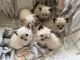 Siamese Cats for sale in Seymour, WI 54165, USA. price: $400