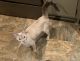 Siamese Cats for sale in Mount Joy, PA 17552, USA. price: NA