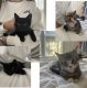 Siamese Cats for sale in Camas, WA, USA. price: $50