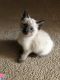 Siamese Cats for sale in Lorain, OH, USA. price: NA