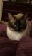 Siamese Cats for sale in Avondale, AZ, USA. price: $600