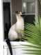Siamese Cats for sale in 557 Topmiller Ave, Bowling Green, KY 42101, USA. price: $650