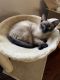 Siamese Cats for sale in Salisbury, NC, USA. price: NA