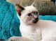 Siamese Cats for sale in Hilmar, CA 95324, USA. price: NA