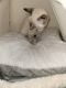 Siamese Cats for sale in Woodbridge, VA 22191, USA. price: NA