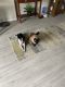 Siamese Cats for sale in Schertz, TX, USA. price: NA