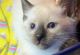 Siamese Cats for sale in Hershey, PA, USA. price: $800