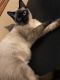 Siamese Cats for sale in Georgetown, SC 29440, USA. price: NA