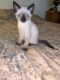 Siamese Cats for sale in Commack, NY, USA. price: NA