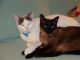 Siamese Cats for sale in Royal Oak, MI, USA. price: NA