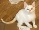 Siamese Cats for sale in Yorba Linda, CA, USA. price: $300