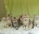 Siamese Cats for sale in Fort Myers, FL, USA. price: NA