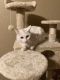 Siamese Cats for sale in 3810 Southern Grove, San Antonio, TX 78222, USA. price: NA
