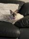 Siamese Cats for sale in Marysville, OH 43040, USA. price: NA