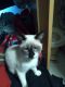 Siamese Cats for sale in Lake Tapps, WA 98391, USA. price: NA