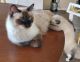 Siamese Cats for sale in Phoenix, AZ, USA. price: NA