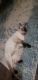 Siamese Cats for sale in Douglasville, GA, USA. price: $800