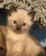Siamese Cats for sale in Ypsilanti, MI, USA. price: $800