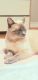 Siamese Cats for sale in Lawrence, IN, USA. price: $600