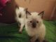 Siamese Cats for sale in High Ridge, MO 63049, USA. price: $50