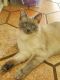 Siamese Cats for sale in Lawrence, IN, USA. price: NA