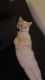 Siamese Cats for sale in Atlanta, GA 30341, USA. price: $150