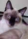 Siamese Cats for sale in East Leroy, MI 49051, USA. price: $600