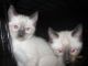 Siamese Cats for sale in Sebring, FL, USA. price: NA