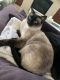 Siamese Cats for sale in Las Vegas, NV, USA. price: NA