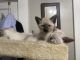Siamese Cats for sale in Quincy, MA 02169, USA. price: $600
