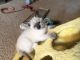 Siamese Cats for sale in Lorain, OH, USA. price: NA