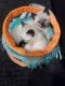 Siamese Cats for sale in Des Moines, IA, USA. price: $500