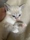 Siamese Cats for sale in 8155 Fuller Dr, Bakersfield, CA 93307, USA. price: NA