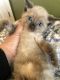 Siamese Cats for sale in Bell Gardens, CA 90201, USA. price: NA