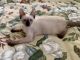 Siamese Cats for sale in Orlando, FL, USA. price: NA