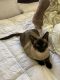 Siamese Cats for sale in Leesburg, GA 31763, USA. price: $800