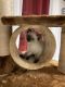 Siamese Cats for sale in Boiling Springs, SC 29316, USA. price: $300