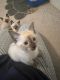 Siamese Cats for sale in Tomball, TX 77377, USA. price: NA
