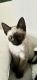 Siamese Cats for sale in DuPont, WA 98327, USA. price: NA